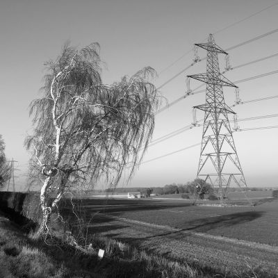 Black and white image of a tall tree with an electricity pylon in the background